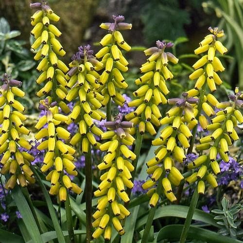 Muscari macrocarpum Golden Fragrance