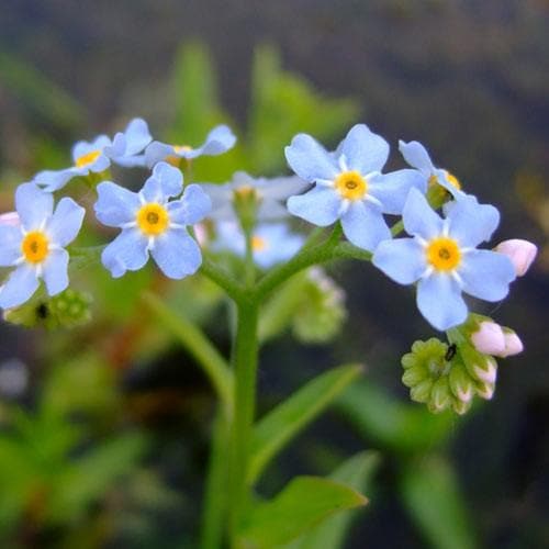 Myosotis scorpioides - Future Forests