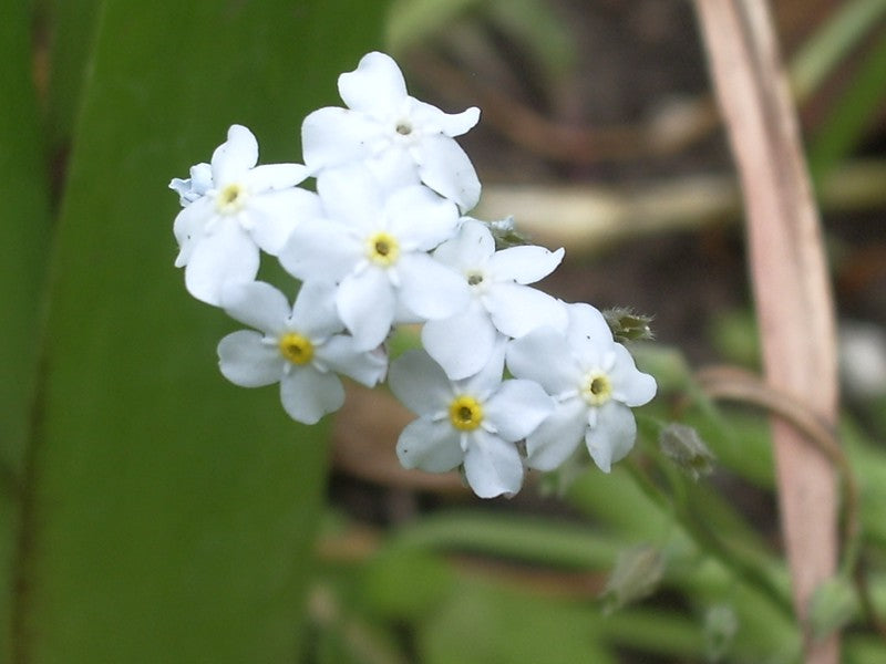 Myosotis palustris Alba - White water forget-me-not