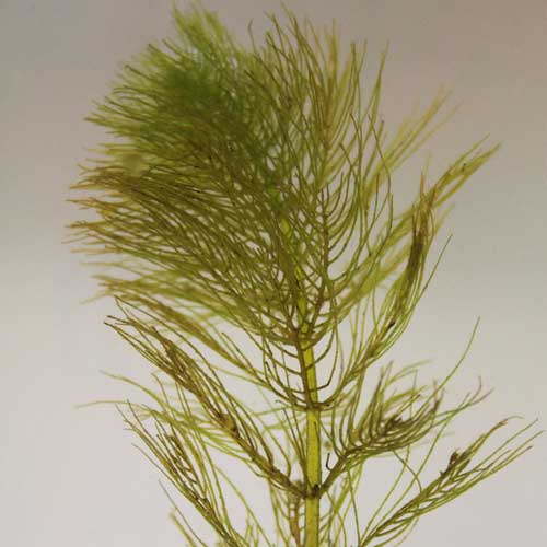 Myriophyllum verticillatum - (Oxygenator)