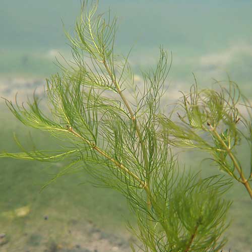 Myriophyllum verticillatum - (Oxygenator)