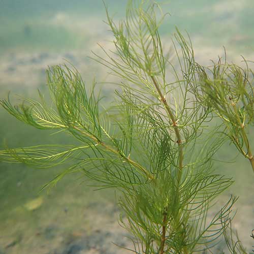 Myriophyllum verticillatum - (Oxygenator)