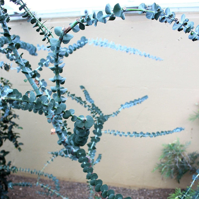 Eucalyptus gunnii France Bleu