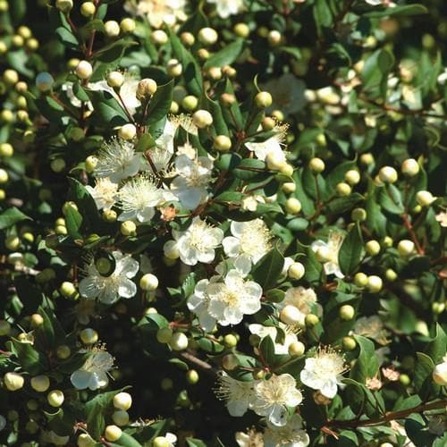 Myrtus communis tarentina - Future Forests