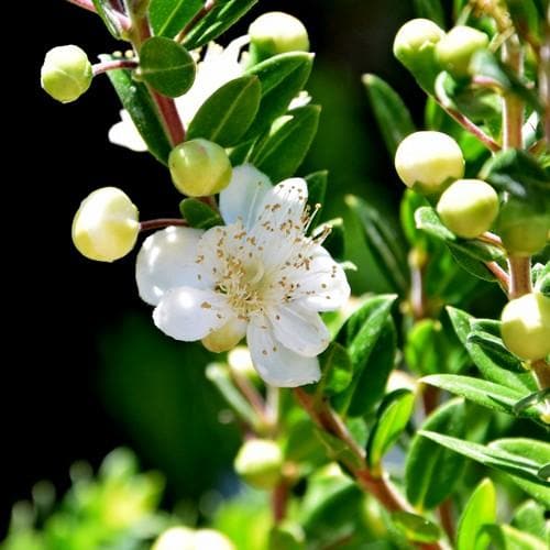 Myrtus communis tarentina - Future Forests