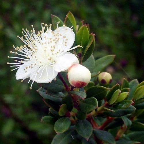 Myrtus communis tarentina - Future Forests