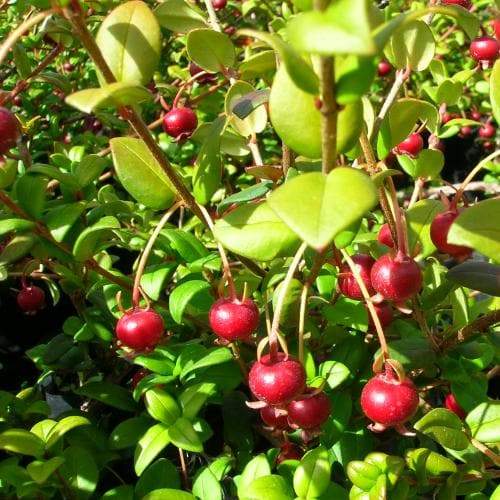 Myrtus ugni Red Devil