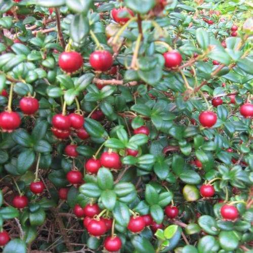 Myrtus ugni Red Devil