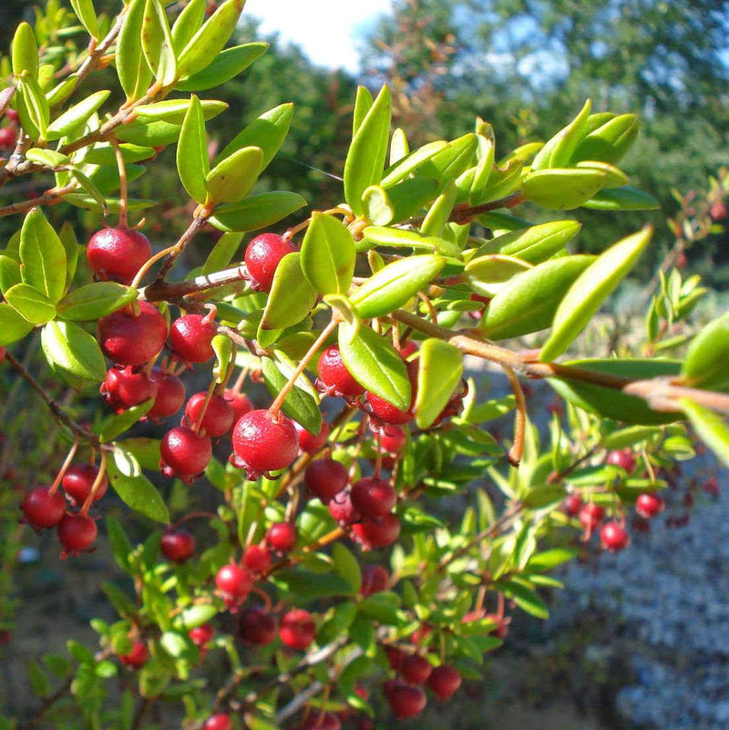 Myrtus ugni Red Devil