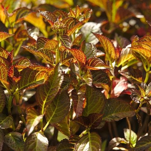 Hydrangea macrophylla Dark Angel