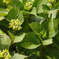 Hydrangea macrophylla Vanilla Sky