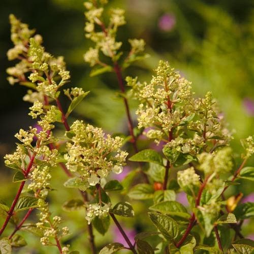 Hydrangea paniculata Sundae Fraise