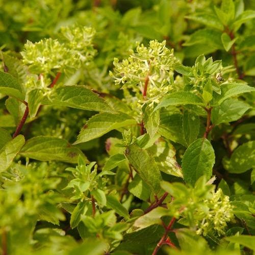 Hydrangea paniculata Magical Andes