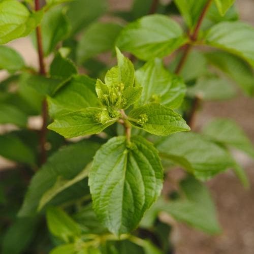 Hydrangea paniculata Silver Dollar