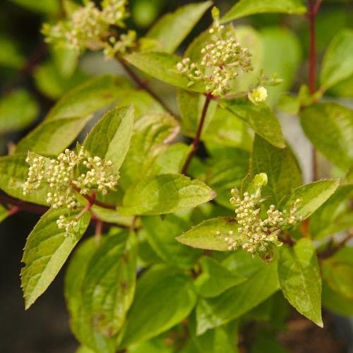 Hydrangea paniculata Wim's Red