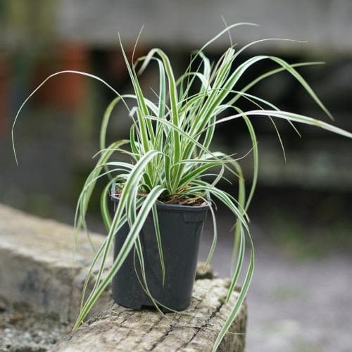 Carex oshimensis Everest