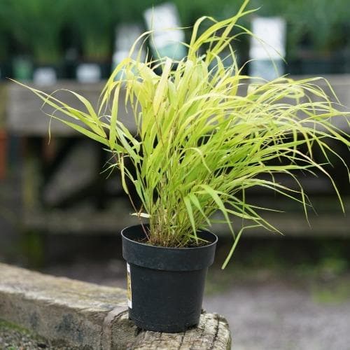 Hakonechloa macra Sunflare