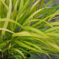 Hakonechloa macra Sunflare