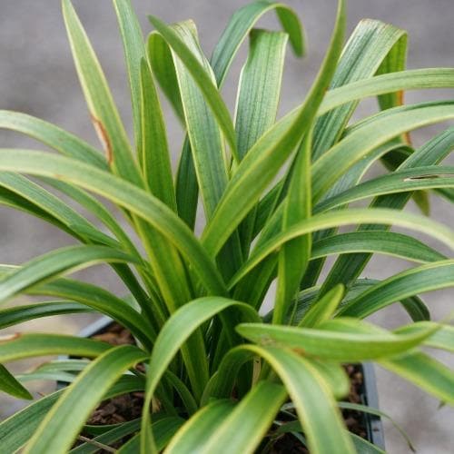 Liriope muscari variegata