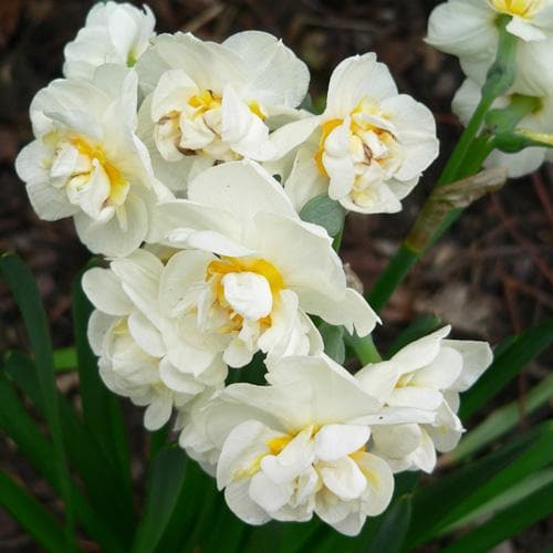 Daffodil Bridal Crown - Future Forests