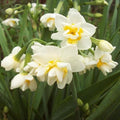 Daffodil Bridal Crown - Future Forests