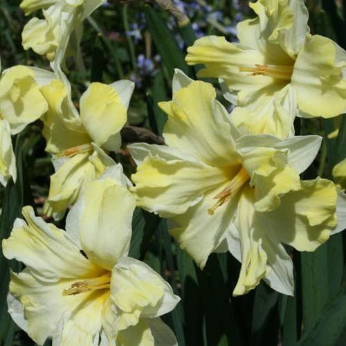 Daffodil Cassata - Future Forests