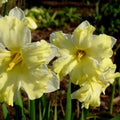 Daffodil Cassata - Future Forests