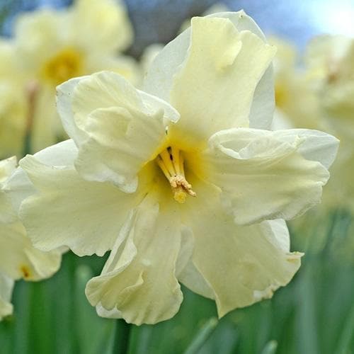 Daffodil Cassata - Future Forests