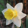 Daffodil Finland - Future Forests