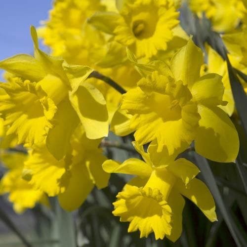 Narcissus ‘Golden Harvest’ - Future Forests