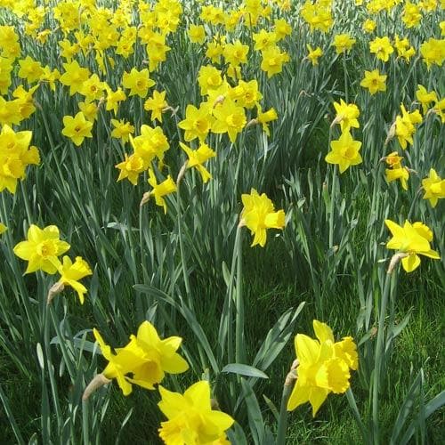 Narcissus ‘Golden Harvest’ - Future Forests