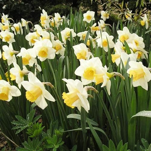 Narcissus ‘Irish Mist’ - Future Forests