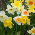 Narcissi - Mixed varieties - Future Forests