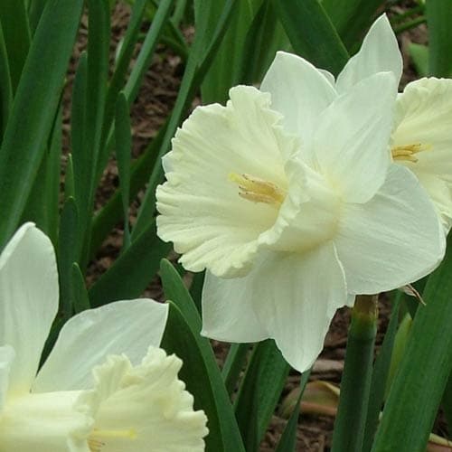 Narcissus ‘Mount Hood’ - Future Forests