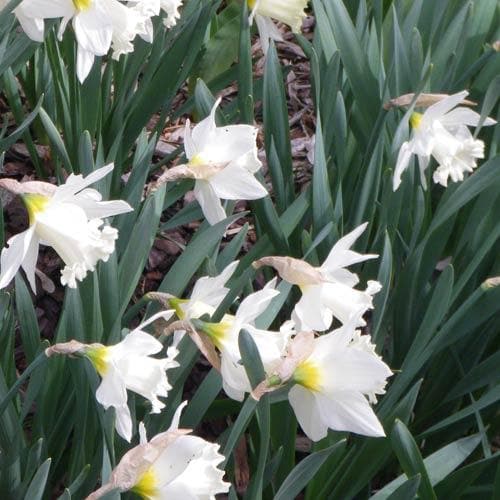 Narcissus ‘Mount Hood’ - Future Forests