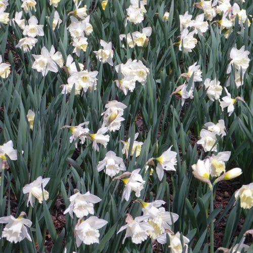 Narcissus ‘Mount Hood’ - Future Forests