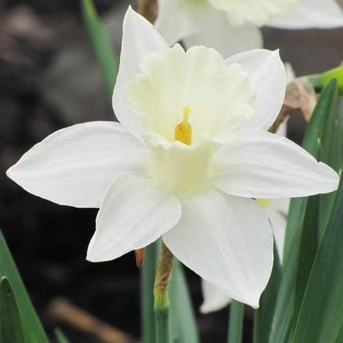 Narcissus ‘Mount Hood’ - Future Forests