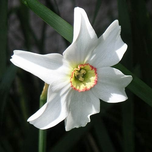 Narcissus ‘Pheasant Eye’ - Future Forests