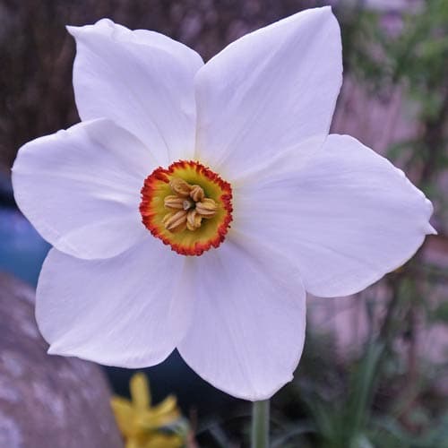 Narcissus ‘Pheasant Eye’ - Future Forests