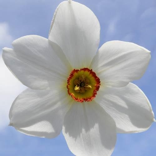 Narcissus ‘Pheasant Eye’ - Future Forests