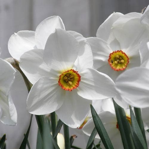 Narcissus ‘Pheasant Eye’ - Future Forests