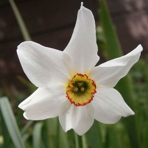 Narcissus ‘Pheasant Eye’ - Future Forests