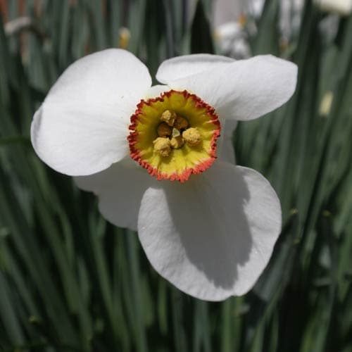 Narcissus ‘Pheasant Eye’ - Future Forests