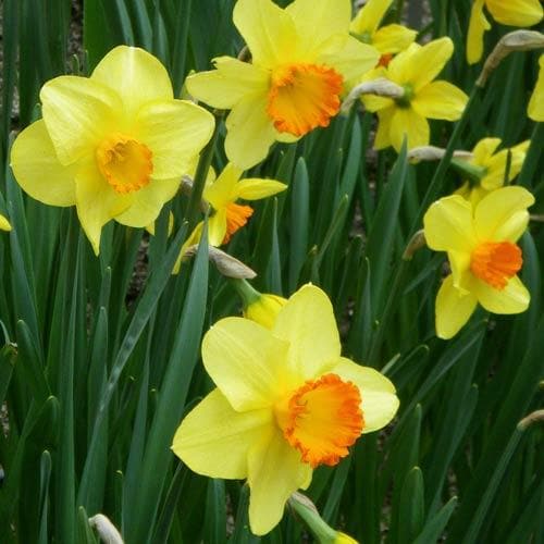 Narcissus ‘Red Devon’ - Future Forests