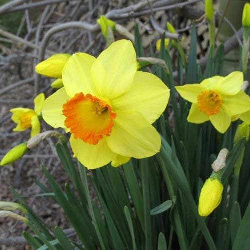 Narcissus ‘Red Devon’ - Future Forests