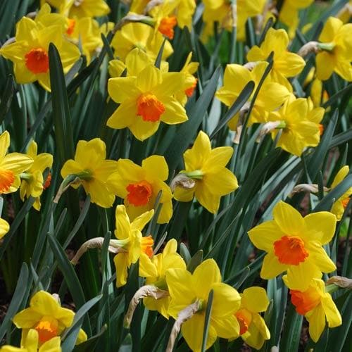 Narcissus ‘Red Devon’ - Future Forests