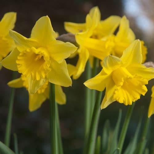 Narcissus ‘Tamara’ - Future Forests