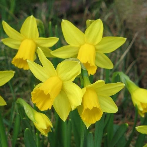 Narcissus ‘Tete-a-tete’ - Future Forests