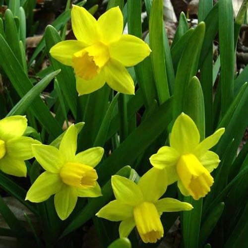 Narcissus ‘Tete-a-tete’ - Future Forests