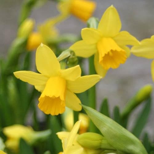 Narcissus ‘Tete-a-tete’ - Future Forests